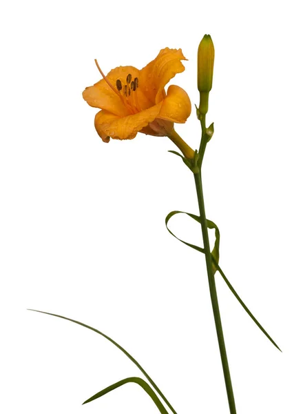 Yellow Orange Daylily Hemerocallis Drops Water White Background Isolated — Stock Photo, Image
