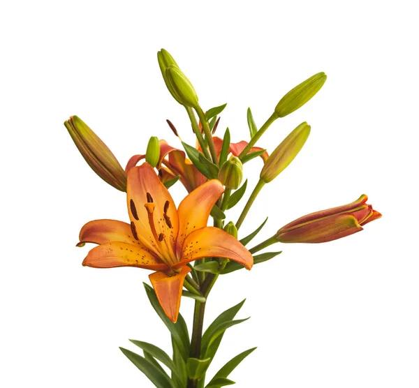 Orange Lily Asian hybrids  on a isolated on white background