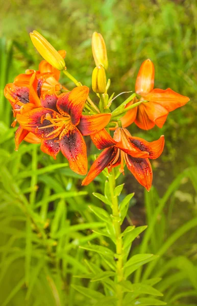 Ανθισμένα Άνθη Πορτοκαλί Lily Ασιατικά Υβρίδια Twosome Σταγόνες Νερού Θολή — Φωτογραφία Αρχείου