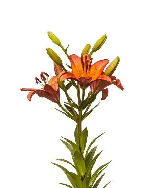 Orange Lily Asian Hybrids Marquee Drops Water Isolated White Background — Stock Photo, Image