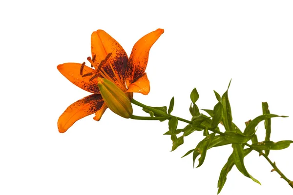 開花するオレンジ色のユリアジアの雑種 白い背景にピクシーシリーズ孤立した — ストック写真