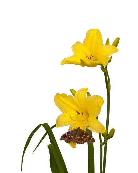 Κίτρινη Daylily Hemerocallis Είδος Κερδίζοντας Τρόποι Σταγόνες Νερού Και Πεταλούδα — Φωτογραφία Αρχείου