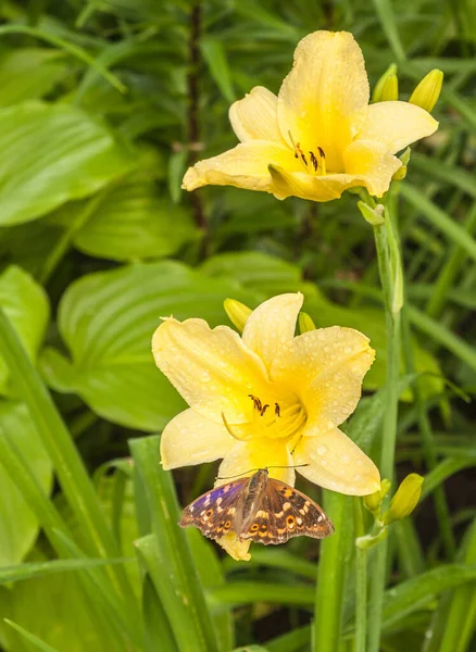 Giallo Daylily Hemerocallis Specie Winning Ways Con Gocce Acqua Farfalla — Foto Stock