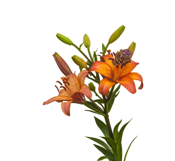 Orange Lily Hybrides Asiatiques Avec Des Gouttes Eau Papillon Sur — Photo