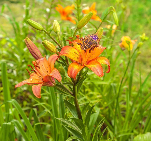 Orange Lily Asiatiska Hybrider Med Droppar Vatten Och Fjäril Suddig — Stockfoto