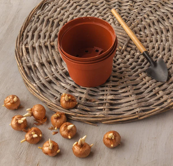 Crocus bulbs, plastic flower pots and shovel on a gray table. Flat lay — Stock Image Crocus Bulbs Plastic Flower Pots Shovel Gray Table Flat Lay Stock Image
