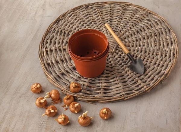 Crocus bulbs, plastic flower pots and shovel on a gray table. Flat lay — Stock Image Crocus Bulbs Plastic Flower Pots Shovel Gray Table Flat Lay Royalty Free Stock Photos