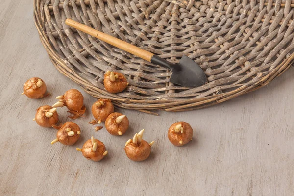 Crocus bulbs and shovel on a gray table. Flat lay — Stock Image Crocus Bulbs Shovel Gray Table Flat Lay Stock Image