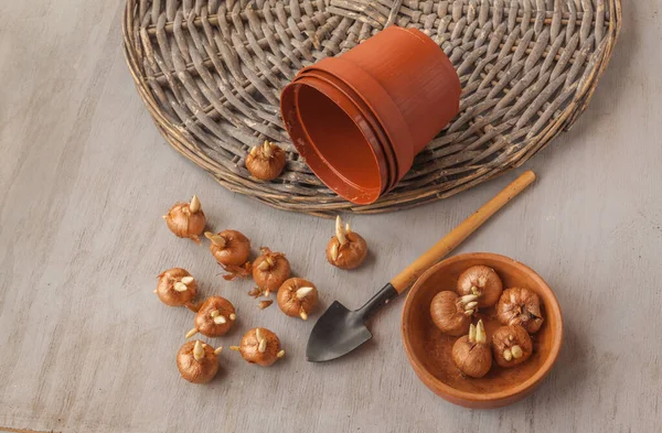 Crocus bulbs, plastic flower pots and shovel on a gray table. Flat lay — Stock Image Crocus Bulbs Plastic Flower Pots Shovel Gray Table Flat Lay Stock Picture
