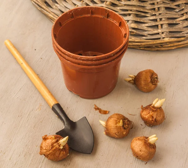 Crocus bulbs and garden shovel next to pots for forced crocuses in winter. — Stock Image Crocus Bulbs Garden Shovel Next Pots Forced Crocuses Winter Stock Picture