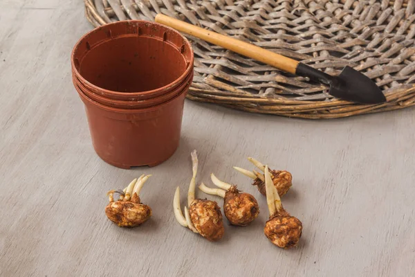 Crocus bulbs and garden shovel next to pots for forced crocuses in winter. — Stock Image Crocus Bulbs Garden Shovel Next Pots Forced Crocuses Winter Stock Photo