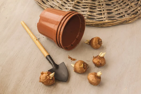 Crocus bulbs and garden shovel next to pots for forced crocuses in winter. — Stock Image Crocus Bulbs Garden Shovel Next Pots Forced Crocuses Winter Stock Photo