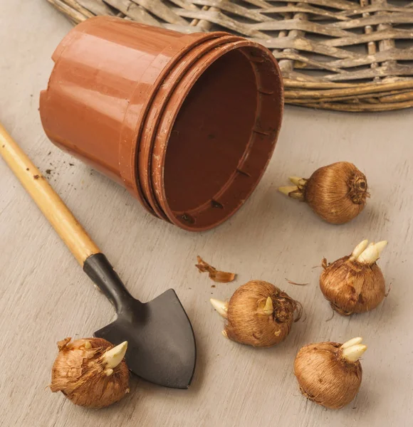 Crocus bulbs and garden shovel next to pots for forced crocuses in winter. — Stock Image Crocus Bulbs Garden Shovel Next Pots Forced Crocuses Winter Royalty Free Stock Photos