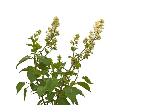 Branch of a white double lilac on a white background isolated — Stock Image Branch White Double Lilac White Background Isolated Royalty Free Stock Images