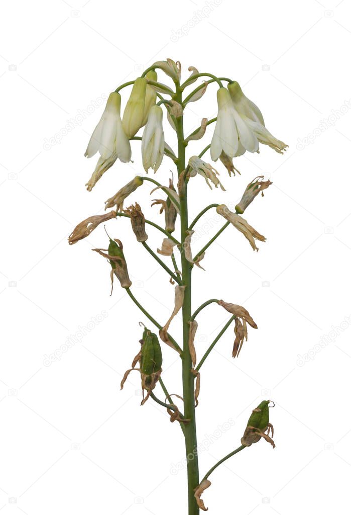Flower of variegated pineapple lily (Eucomis) on white background isolated