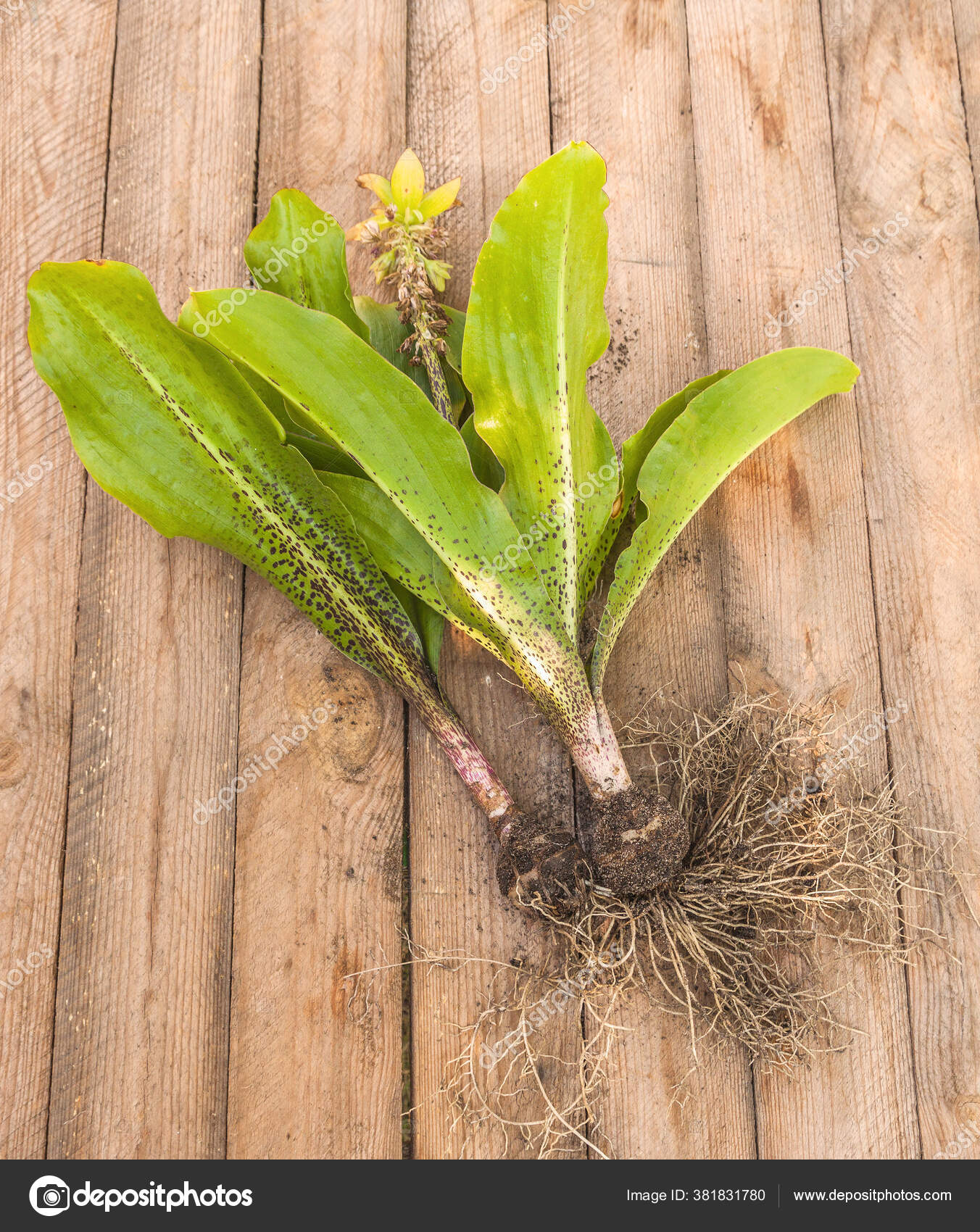 Flower Variegated Pineapple Lily End Growing Season Wooden Background Stock Photo by