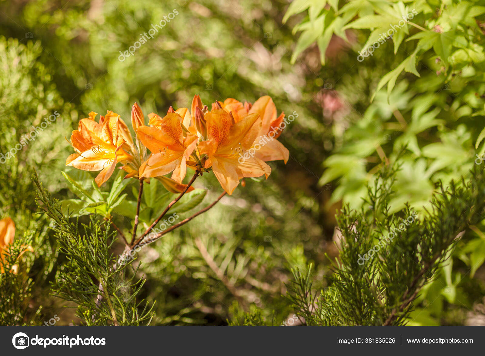 Naranja Azalea Rododendro Flores Plena Floración Parque: fotografía de  stock © olesia #381835026 | Depositphotos