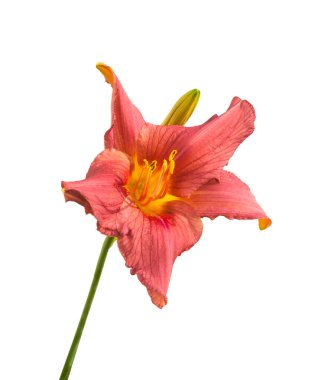 Beyaz arkaplan izolasyonunda pembe hemerocallis