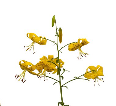 Sarı zambak dalları 