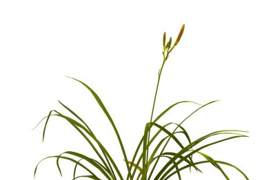 Beyaz arkaplan izolasyonu üzerinde tomurcukları olan günlük çalılıklar (hemerocallis)