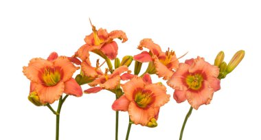 Beyaz zemin üzerinde somon renkli Daylily (hemerocallis) 