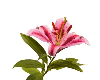 Yaprakları kemirilmiş Lilium OT-Melezleri izole edilmiş beyaz bir zemin üzerinde