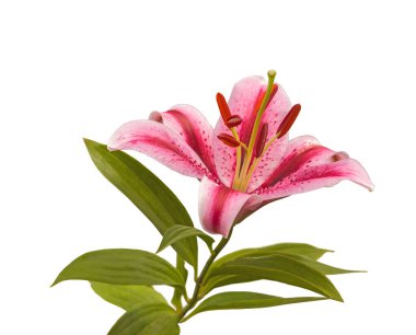 Beyaz arkaplandaki Lilium OT Melezleri izole edildi