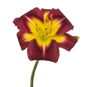 Mor hemerocallis (gündüz) Beyaz arka plan izolasyonunda Gece Feneri