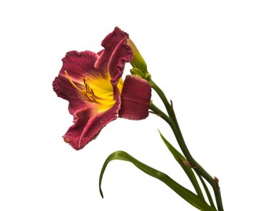 Beyaz arkaplan izolasyonunda mor hemerocallis (gündüz)