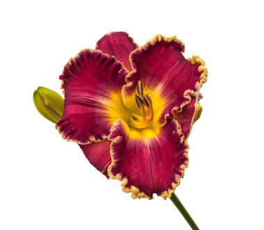 Beyaz arka plan izolasyonunda kıvrımlı sarı kenarlı 