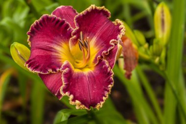 Mor günlük (hemerocallis) 
