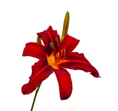 Hemerocallis 
