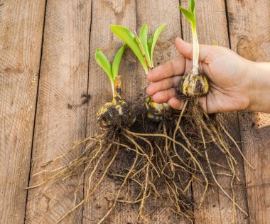 Ampul tutan kadın eli Lilium candidum