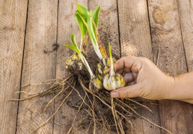 Ampul tutan kadın eli Lilium candidum