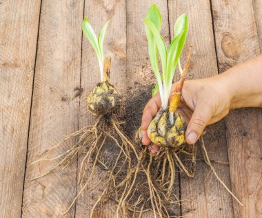 Ampul tutan kadın eli Lilium candidum