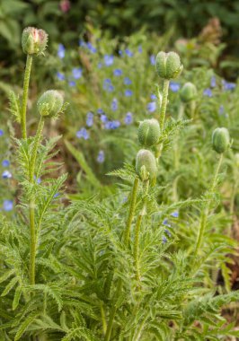 Dekoratif Papaver orientale (doğulu gelincik) ve dekoratif mavi Linum perenne (uzun ömürlü keten, mavi keten ya da pamuk)