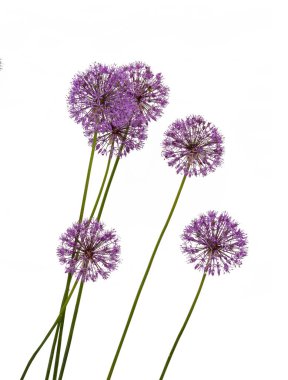 Allium blooming ornamental onion with purple balls on a white background isolated clipart