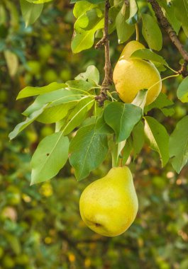 Olgun sarı armutlar yaprakların bulanık arka planında bir dalda