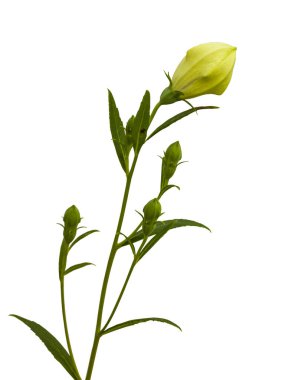 Beyaz arka planda izole edilmiş balon çiçekleri (Platycodon grandiflorus)