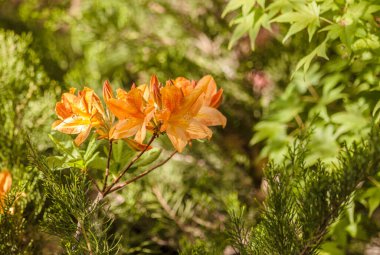 Turuncu açelya rhododendron çiçekleri parkta çiçek açar.