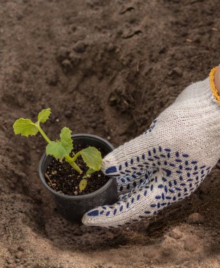 Bahçeye kabak tohumu (karpuz, kabak, kabak, salatalık) ekiyorum..