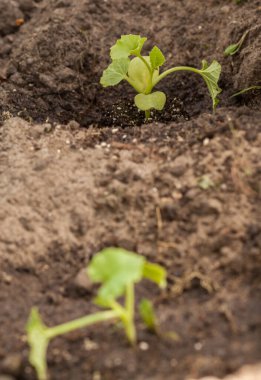 Bahçeye kabak tohumu (karpuz, kabak, kabak, salatalık) ekiyorum..