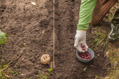 Bir adamın eli sonbaharda bahçeye soğan ekiyor.