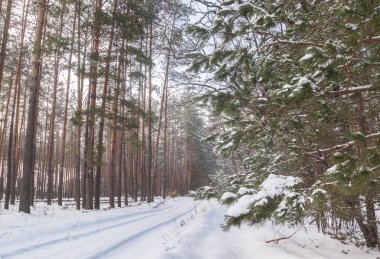 Kışın karla kaplı ormanın arka planında kozalaklı çam dalı