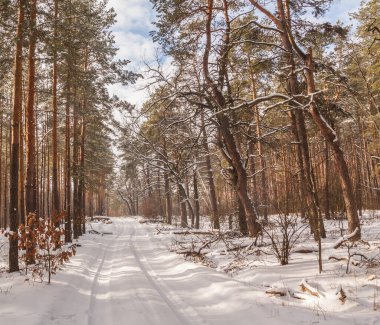 Kışın çam ormanlarında karlı bir yol.