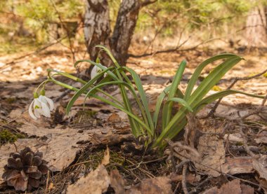 Beyaz Galanthus (kar damlaları) İlkbahar günü ormanda