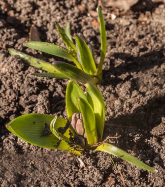 Baharın başında çiçek tarhında sümbül tomurcukları