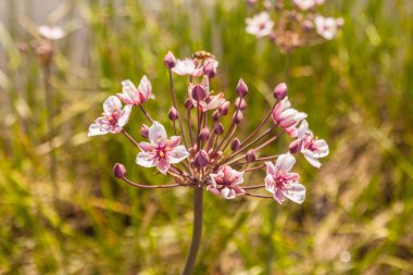 Çiçek yağmuru (Butomus umbellatus) yaz günü nehrin arka planında