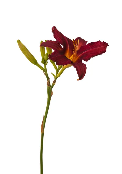 Lila Hemerocallis Taglilie Auf Weißem Hintergrund — Stockfoto