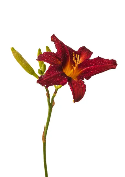 Fekete Piros Hemerocallis Daylily Esőcseppekkel Fehér Háttér Izoláció — Stock Fotó